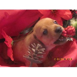 Dachshund Breeder in Lebanon, Ohio
