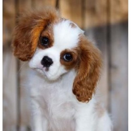 Cavalier King Charles Spaniel Breeder in Wildomar, California