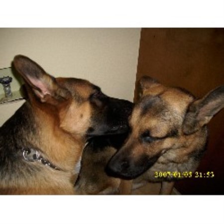 German Shepherd Dog Breeder in Palmdale, California