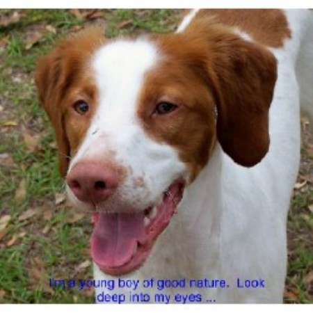 Brinkley - Adopted