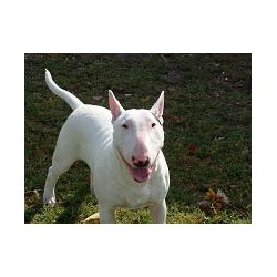 Bull Terrier Stud in Florida