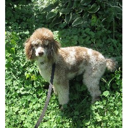Poodle Miniature Stud in Indiana
