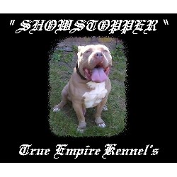 American Pit Bull Terrier Stud in Connecticut