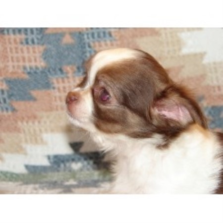 Chihuahua breeders in Texas | FreeDogListings Page: 2 Chihuahua breeders in Texas | FreeDogListings Page: 2