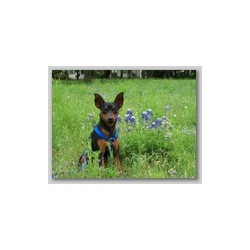Miniature Pinscher Stud in Texas