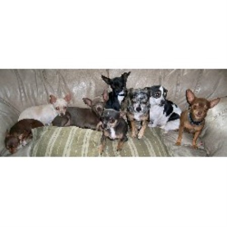 Chihuahua Breeder in Deltona, Florida