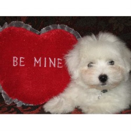 Sweetheart of a dog