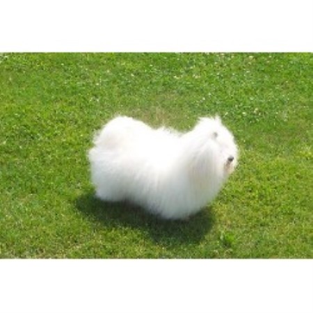 coton de tulear puppies for sale florida coton puppies for sale rhode island coton de tulear breeders cotons breeds picture coton de tulear puppies for sale florida coton puppies for sale rhode island coton de tulear breeders cotons breeds picture