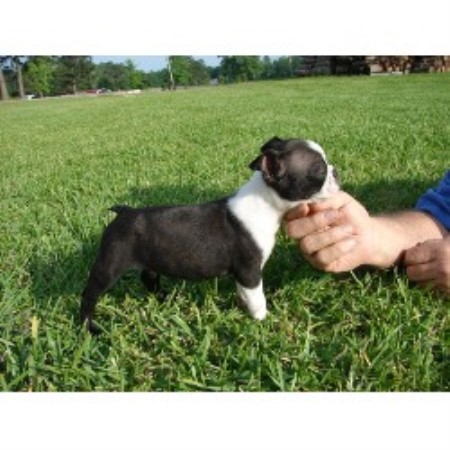 boston terrier teacup