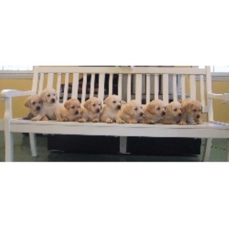 Labrador Retriever Breeder in Allisonia, Virginia