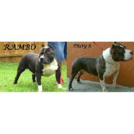 American Pit Bull Terrier Breeder in Fort Lauderdale, Florida