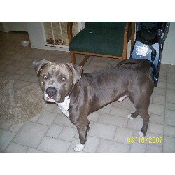 American Pit Bull Terrier Breeder in Okeechobee, Florida