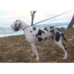 Great Dane Breeder in Albertson, North Carolina