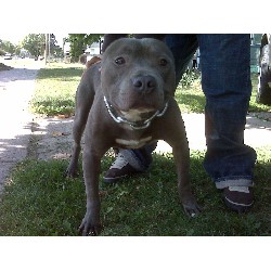 American Pit Bull Terrier Stud in Michigan
