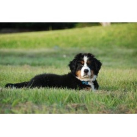 bernese mountain breeders pa bernese mountain puppies for sale berners dogs breeders breeds picture bernese mountain breeders pa bernese mountain puppies for sale berners dogs breeders breeds picture