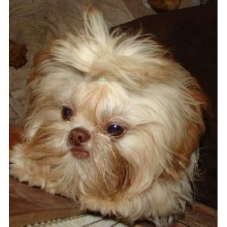 Shih Tzu Breeder in Crystal, Michigan