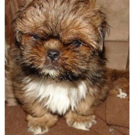 shih tzu puppies in michigan autumnbreeze k9s shih tzu breeder in michigan listing id 14761 shih tzu puppies in michigan autumnbreeze k9s shih tzu breeder in michigan listing id 14761