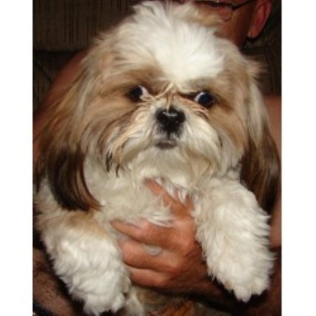 shih tzu puppies in michigan autumnbreeze k9s shih tzu breeder in michigan listing id 14761 shih tzu puppies in michigan autumnbreeze k9s shih tzu breeder in michigan listing id 14761