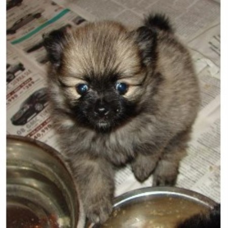 michigan pomeranian breeders autumnbreeze k9s pomeranian breeder in michigan 48818 freedoglistings michigan pomeranian breeders autumnbreeze k9s pomeranian breeder in michigan 48818 freedoglistings