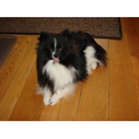 michigan pomeranian breeders pomeranian puppies for sale michigan pomeranian breeders michigan breeds picture michigan pomeranian breeders pomeranian puppies for sale michigan pomeranian breeders michigan breeds picture