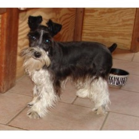 Miniature Schnauzer Breeder in Crystal, Michigan