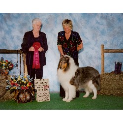 Collie Breeder in Wellston, Michigan