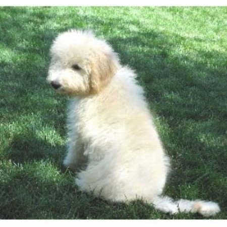 smooth coat goldendoodle