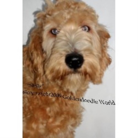 goldendoodle puppies nc rescue goldendoodle breeders in carolina freedoglistings goldendoodle puppies nc rescue goldendoodle breeders in carolina freedoglistings