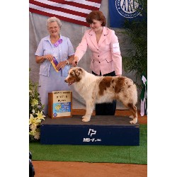 Australian Shepherd Dog Stud in Florida