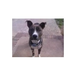 American Pit Bull Terrier Stud in North Carolina