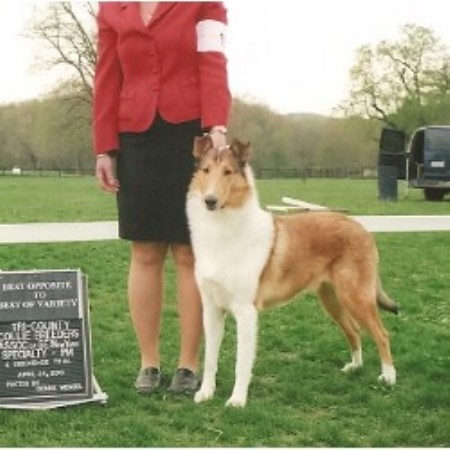 Collie Breeder in Torrington, Connecticut