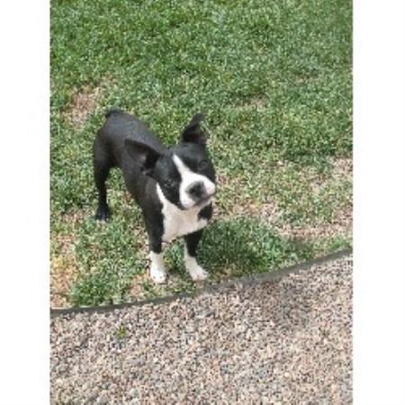 small puppies for sale in albuquerque paws in the valley boston terrier breeder in tome new mexico listing id 14806 small puppies for sale in albuquerque paws in the valley boston terrier breeder in tome new mexico listing id 14806