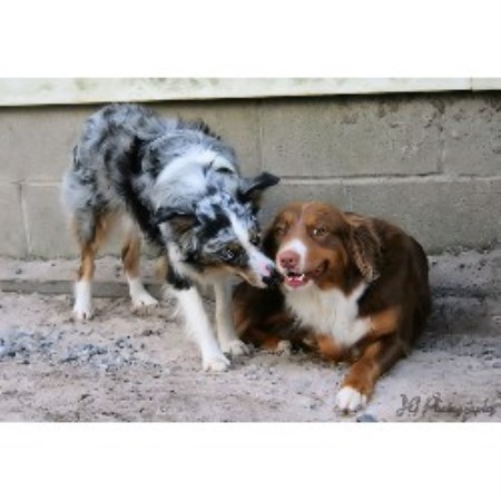 Miniature Australian Shepherd Breeder in Hortense, Georgia