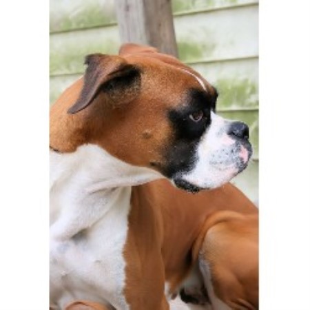 boxer puppies iowa boxer breeders in iowa freedoglistings breeds picture boxer puppies iowa boxer breeders in iowa freedoglistings breeds picture