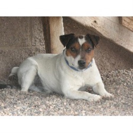 Parson Russell Terrier Breeder in Tome , New Mexico