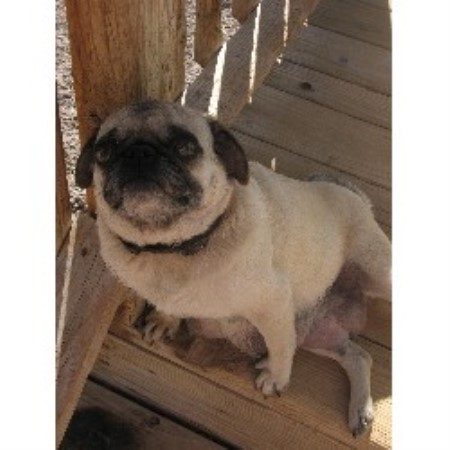 new pug breeders paws in the valley pug breeder in tome new mexico listing id 14815 new pug breeders paws in the valley pug breeder in tome new mexico listing id 14815