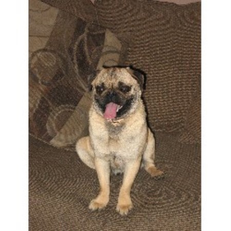 new pug breeders paws in the valley pug breeder in tome new mexico new pug breeders paws in the valley pug breeder in tome new mexico