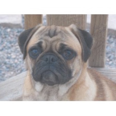 pug puppies for sale in new mexico pug breeders in new mexico freedoglistings pug puppies for sale in new mexico pug breeders in new mexico freedoglistings