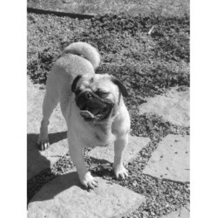 new pug breeders paws in the valley pug breeder in tome new mexico new pug breeders paws in the valley pug breeder in tome new mexico