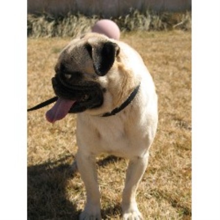 pug puppies for sale in new mexico paws in the valley pug breeder in tome new mexico listing id 14815 pug puppies for sale in new mexico paws in the valley pug breeder in tome new mexico listing id 14815