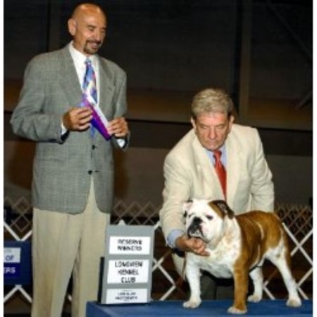 English Bulldog Breeder in Doddridge, Arkansas