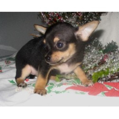 Chihuahua Breeder in Pinson, Alabama