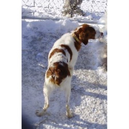 Brittany Breeder in Boscobel, Wisconsin