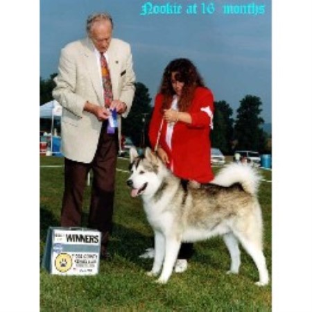 Alaskan Malamute Breeder in Maryland, New York