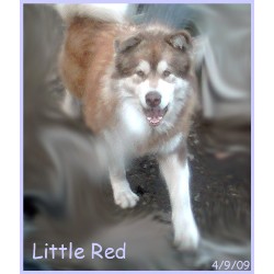 Alaskan Malamute Stud in New York