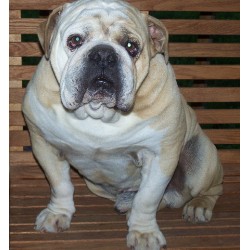 English Bulldog Stud in Latham, Ohio