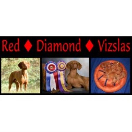 Vizsla Breeder in Reno, Nevada