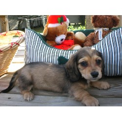Dachshund Breeder in Montgomery, Alabama