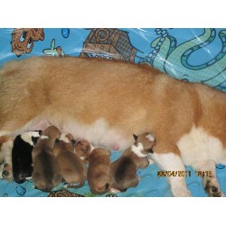Pembroke Welsh Corgi Breeder in Brooksville, Florida
