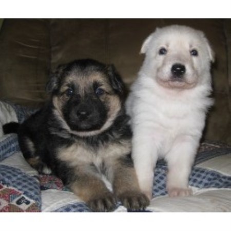 German Shepherd Dog Breeder in Sacramento, California